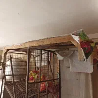 13 عدد پالت بزرگ و سنگین برای میوه