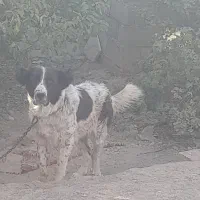 توله لاس یک سال نیمه|سگ|زنده رود, |دیوار