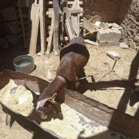 گوسفند