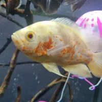 فروش ۳ عدد ماهی اسکار سرحال بزرگ