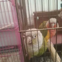 گرین چیک و عروسی هلندی|پرنده|خوی, |دیوار