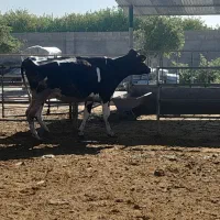 دو راس گاو شیری شکم اول