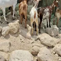 کهره