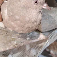 کفتر زرد دم سفید|پرنده|تربت جام, جامی|دیوار