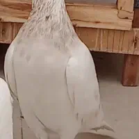 ماده هما گمشده