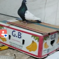 کبوتر رنگی نقش|پرنده|میانه, |دیوار