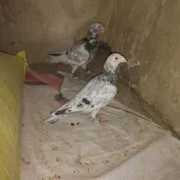 سار آلمانی|پرنده|قلندر آباد, |دیوار