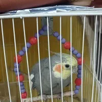 گمشده عروس هلندی گمشده کاملا دستی