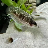 انواع ماهی های تانگانیکا|ماهی|تهران, اکباتان|دیوار