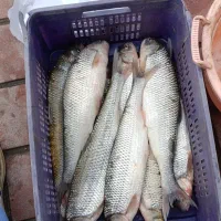 فروش ماهی سفید