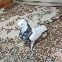 طوقی سرور نر