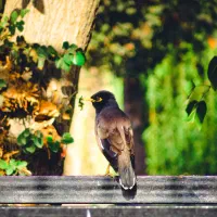 دوربین کنون آکبند  sx720|دوربین عکاسی و فیلم‌برداری|تهران, مشیریه|دیوار