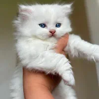 پرشین خرسی صورت عروسکی