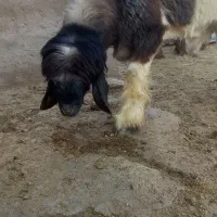 بره قوچی|حیوانات مزرعه|مرودشت, ژیان|دیوار