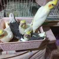 جوجه عروس هلندی سرلاکی|پرنده|گرگان, |دیوار