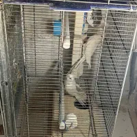 عروس هلندی آلبینو خالص و دوکت ماده