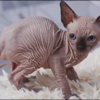 بچه گربه اسفینیکس