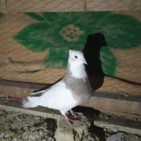 کبوترفروشی