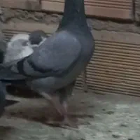 کبوتر گمشده|حیوانات|سبزوار, امیر کبیر|دیوار