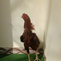 خروس لاری ۳‌.۵|حیوانات مزرعه|رشت, چله خانه|دیوار