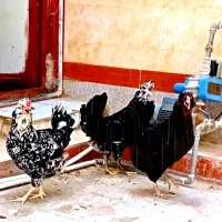 مرغ|حیوانات مزرعه|چغادک, |دیوار
