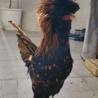 خروس.لهستانی.کوکو