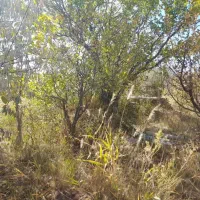 فروش باغ ۴۴۰۰ متر واقع در آوج|فروش زمین و ملک کلنگی|آوج, |دیوار