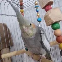 عروس هلندی سخنگو