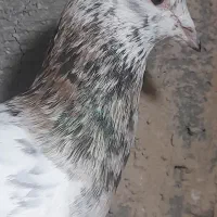 کوهی نامور خال قدیم مثت پرقور باب جوجه کشی