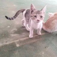 واگذاری رایگان بچه گربه 3ماهه|گربه|فسا, |دیوار