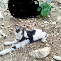 فروش بیگ شیری