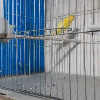 فروش قناری نره