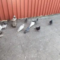 کبوتر گرفتنی