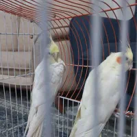 جفت عروس هلندی لوتینو تخم گذار|پرنده|تربت جام, تیپ ۳۸ زرهی تربت جام|دیوار