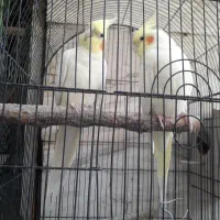 عروس هلندی