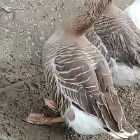 غاز درشت یکساله|حیوانات مزرعه|قائم‌شهر, |دیوار