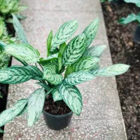 گل هدیه ویژه روز مادر|گل و گیاه طبیعی|قدس, شهر‌قدس|دیوار