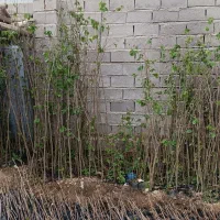 فروش نهال بدون واسطه|خدمات باغبانی و درختکاری|ایلام, |دیوار