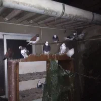 فروش کبوتر نر ماده و جفت|پرنده|بابل, |دیوار