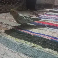 عروس هلندی دستی|پرنده|ساوه, |دیوار