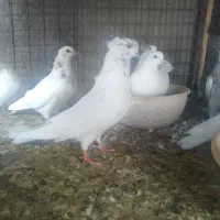 فروش کبوتر|پرنده|گرمسار, |دیوار