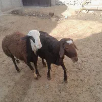 قورچ|حیوانات مزرعه|اسدآباد, |دیوار