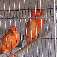 فروش تعداد محدود از قناری رد فاکتور وموزائیکی|پرنده|مشهد, ویلاشهر|دیوار