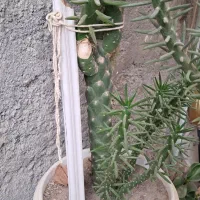 کاکتوس