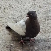 سینه ای|پرنده|اهواز, شهرک حفاری|دیوار