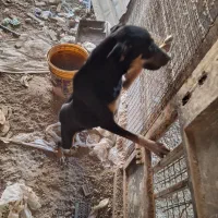 سگ دوبرمن|سگ|اهواز, اسماعیلیه|دیوار