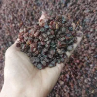 کشمش گله (درگز)و(کاشمر) مخصوص آبگیری