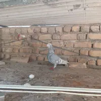 الماسی خطی
