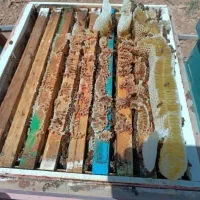 فروش زنبور/ فروش قاب و بچ