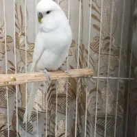 یک جفت مرغ آس برای جوجه کشی|پرنده|نقده, |دیوار